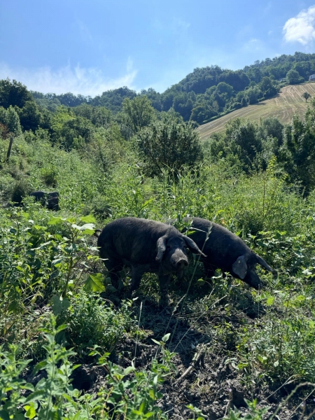 ALLEVARE AL NATURALE E' UNA LOTTA DI TUTTI